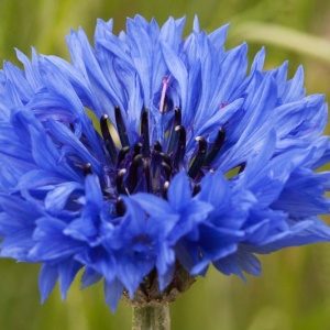 Albastrele (1 g) seminte Centaurea cyanus, flori albastre melifere, inflorire abundenta, Prima Sementi - Img 4