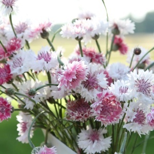 Albastrele Classic Romantic - Chaber Blawatek (1 g) seminte Centaurea cyanus cu flori in nuante de roz, Legutko - Img 3