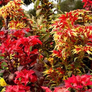 Amarant tricolor mix