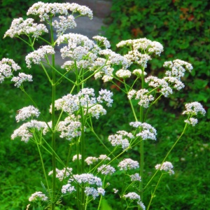 Anason (2 g) seminte planta aromatica Pimpinella anisum, aroma intensa, Kertimag - Img 2