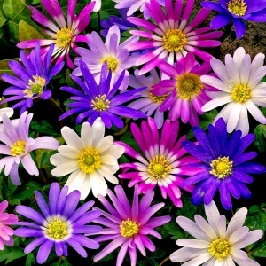 Anemone Blanda mixed (15 bulbi) bulbi anemone delicate, flori asemanatoare margaretelor, diverse culori, Kertimag