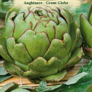 Anghinare Green Globe (0,7 g), seminte planta perena pentru consum proaspat sau conservat, Agrosem - Img 2