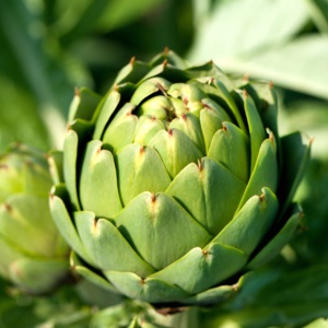 Anghinare Gros Vert de Laon (1 g) seminte anghinare soi traditional francez, calitati superioare, capatani mari, gust rafinat, Legutko
