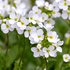Arabis alba - Gesiowka alpejska (0,3 g) seminte Arabis alpina perena acoperitoare de sol, flori mici alb pur, Legutko - Img 6