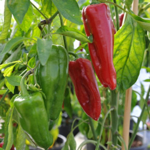 Ardei lung Fermier (0,7 g), seminte ardei capia soi semitimpuriu, pulpa dulce, Mefim Agro - Img 2