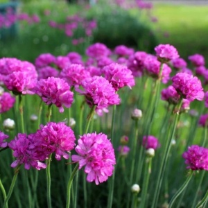 Armeria Morning Star (0,2 g) seminte Armeria maritima flori rotunde roz-violet intens, frunzis vesnic verde, Opal - Img 2
