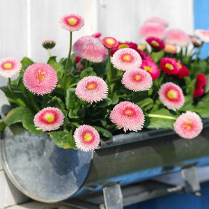 Banutei dubli amestec (0,1 g), seminte paralute Bellis perennis, planta decorativa perena, flori batute, Mefim Agro - Img 2
