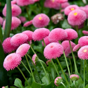 Banutei Pomponette roz (0,05 g), seminte paralute Bellis perennis, planta decorativa perena, inflorire pană toamna, Agrosem