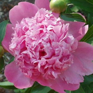 Bujori Pink (1 bulb) bulbi bujori chinezesti flori parfumate mari, batute, culoare roz delicat, Kertimag - Img 2