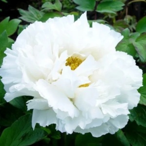 Bujori White (1 bulb) bulbi bujori chinezesti flori parfumate mari, batute, culoare alba, Kertimag