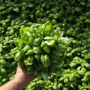 Busuioc (3 g), seminte planta aromatica busuioc verde, aromat, Prima Sementi