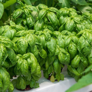 Busuioc Grand Vert (1 g), seminte planta aromatica busuioc verde aromat, Nova Sem - Img 2