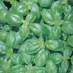 Busuioc Italiano Classico (5 g), seminte planta aromatica busuioc Genovese verde, frunze mari, aromate, Raci Sementi - Img 1