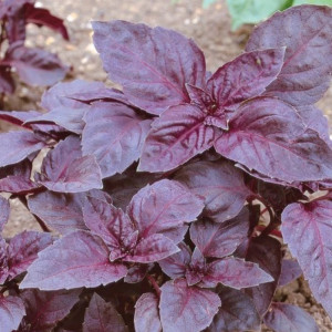 Busuioc rosu Red Rubin (1 g), seminte planta aromatica, busuioc frunze aroma intensa, Kertimag - Img 1