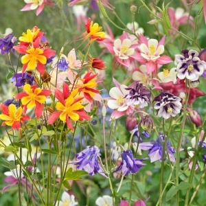 Caldarusa mix (0,25 g) seminte Aquilegia vulgaris perena, flori cu forma unica, multicolore, Kertimag - Img 3