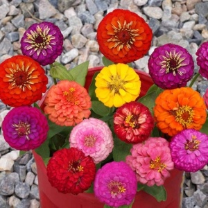 Carciumarese Lilliput mix (2 g) seminte Zinnia elegans, carciumarese flori mici batute, amestec de culori aprinse, Kertimag