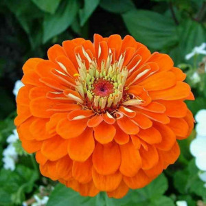 Carciumarese mari portocalii (0,5 g), seminte plante ornamentale Zinnia elegans, carciumarese flori mari batute, portocalii, Agrosem