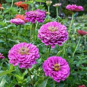 Carciumarese mov Violet Queen (1 g) seminte Zinnia elegans, flori mari duble, violet-purpuriu intens, Legutko - Img 3