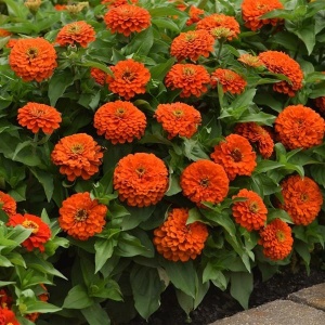Carciumarese portocalii Orange King - Cynia Wytworna Daliowa (1 g) seminte Zinnia elegans cu flori mari portocaliu intens, Legutko - Img 3