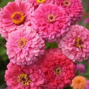 Carciumarese Roz Illumination Pink - Cynia Wytworna Daliowa (1 g) seminte Zinnia elegans cu flori mari roz luminos, Legutko - Img 2