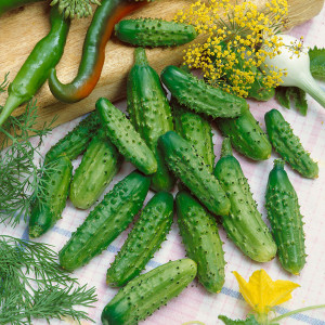 Castraveti cornichon Delikatess (3 g), seminte soi semitimpuriu cornison Delicates, fructe crocante, Prima Sementi - Img 1