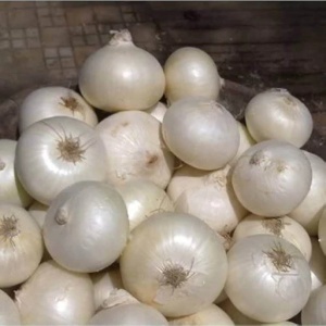 Ceapa Regina Alba (1,5 g) seminte soi timpuriu, ceapă cu bulbi mari, albi, aroma intensa, Prima Sementi