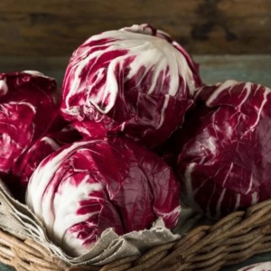 Cicoare Palla Rossa 3 (0,5 g) seminte Cichorium intybus, salata soi italian clasic, frunze rosu intens, gust amarui, Legutko - Img 2
