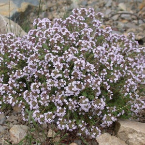 Cimbrisor (0,5 g), seminte planta aromatica perena Thymus vulgaris, cimbru de camp, lamaioara, Kertimag