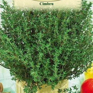 Cimbru (1,5 g), seminte planta aromatica perena Satureja hortensis, cimbru de gradina, Agrosem - Img 2