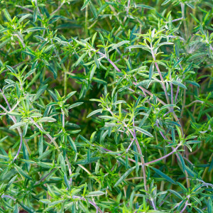 Cimbru (1 g), seminte planta aromatica perena Satureja hortensis, cimbru de gradina, Mefim Agro - Img 3