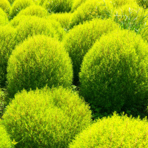 Cipru de gradina (0,3 g), seminte planta ornamentala anuala Kochia scoparia, tufa ovala Matura de Gradina, frunze verzi vara, rosii toamna, Agrosem - Img 2