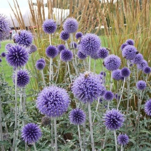 Ciulin Albastru - Przegorzan (1 g) seminte Echinops ritro cu flori globulare albastru-violet, Legutko - Img 4