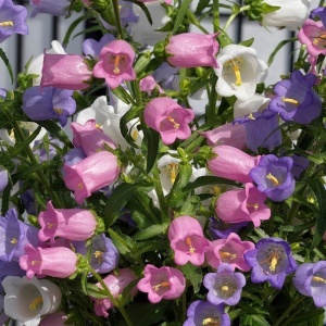 Clopotei de gradina mix - Dzwonek Ogrodowy (0,1 g) seminte Campanula medium, flori clopotei mari, culori pastel, Legutko
