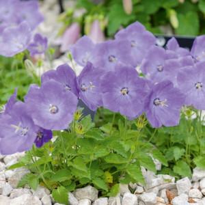 Clopotei de munte albastri (0,25 g), seminte Campanula carpatica, inflorire indelungata, Kertimag - Img 2