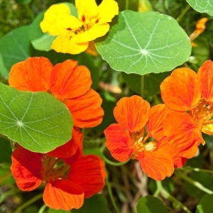 Condurul Doamnei catarator melanj (4 g), seminte planta ornamentala urcatoare Tropaeolum majus, Prima Sementi - Img 3