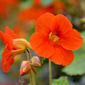 Condurul Doamnei rosu Alaska Scarlet (6 semințe), seminte planta ornamentala pitică Tropaeolum nanum, flori colorate rosu intens, Agrosem - Img 2