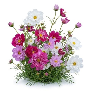 Cosmos Double Click (1 g) seminte Cosmos bipinnatus, Maratite cu flori duble, extrem de bogate, Legutko