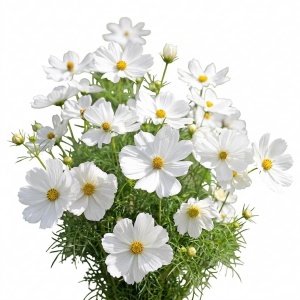 Cosmos Sensation Purity (1 g) seminte Cosmos bipinnatus, Maratite cu flori mari albe, Legutko