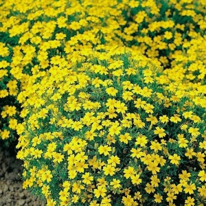 Craite Lulu (0,3 g) seminte Tagetes tenuifolia, craite fine cu flori mici galben-canar, parfum de citrice, Legutko - Img 4