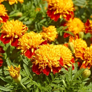 Craite Orange Flame - Aksamitka Rozpierzchla (1 g) seminte Tagetes patula nana, craite frantuzesti pitice, flori batute bicolore, Legutko - Img 2