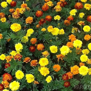 Craite pitice amestec de culori (1 g), seminte planta ornamentala Tagetes patula nana, Kertimag - Img 3