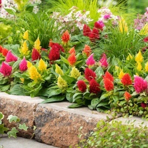 Creasta Cocosului plumosa mix (0,5 g), seminte plante ornamentale Celosia plumosa, flori bogate, culori aprinse, Kertimag - Img 3