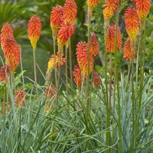 Crin Faclie Trytoma Knifofia (0,2 g) seminte Kniphofia uvaria, flori spectaculoase cu rosu, portocaliu, galben, Legutko - Img 3