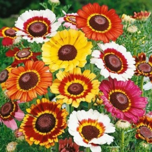 Crizanteme mix (0,8 g) seminte Chrysanthemum carinatum, tufanele tricolore, Mefim Agro