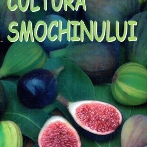 Cultura smochinului, MAST