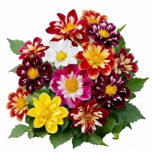 Dalie Dwarf Collarette Dandy mix (1 g) seminte Dahlia variabilis pitica, flori superbe gulerate multicolore, Legutko