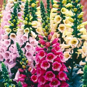 Degetel pitic mix (0,5 g) seminte Digitalis purpurea, flori clopotei amestec de culori, Legutko - Img 3