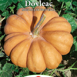 Dovleac de copt Moscata di Provenza (2 g), seminte soi dovleac pulpa groasa, portocalie, dulce, Prima Sementi - Img 3