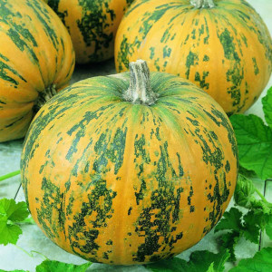Dovleac de copt Round America (1,5 g), seminte soi productiv, dovleac rotund, pulpa galbena, densa, gustoasa, Agrosem
