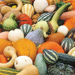 Dovleac decorativ amestec fructe mari (2 g), seminte dovlecei ornamentali diverse forme, Kertimag